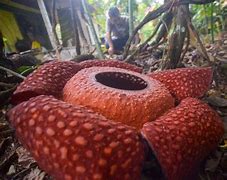 Putra Rafflesia Manna Bengkulu Selatan